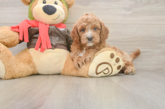 Fluffy Cavapoo Poodle Mix Pup