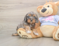 7 week old Cavapoo Puppy For Sale - Pilesgrove Pups