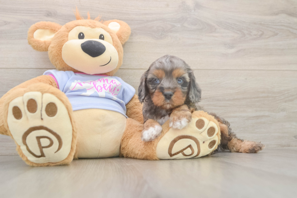 Cavapoo Pup Being Cute