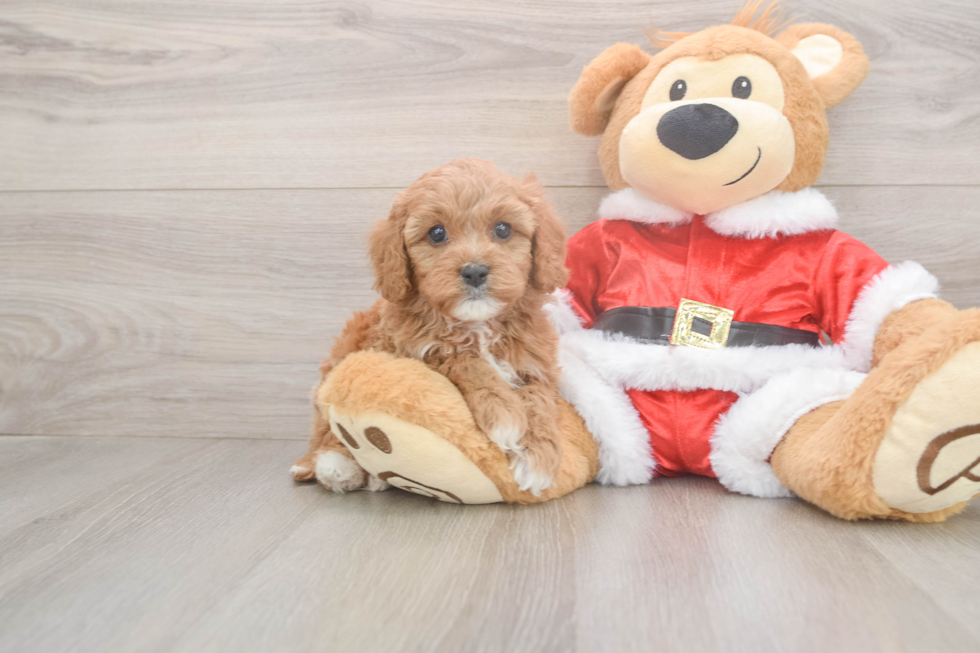 Cavapoo Puppy for Adoption