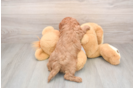 Friendly Cavapoo Baby