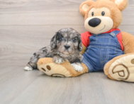 8 week old Cavapoo Puppy For Sale - Pilesgrove Pups