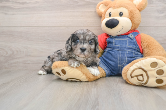 Best Cavapoo Baby