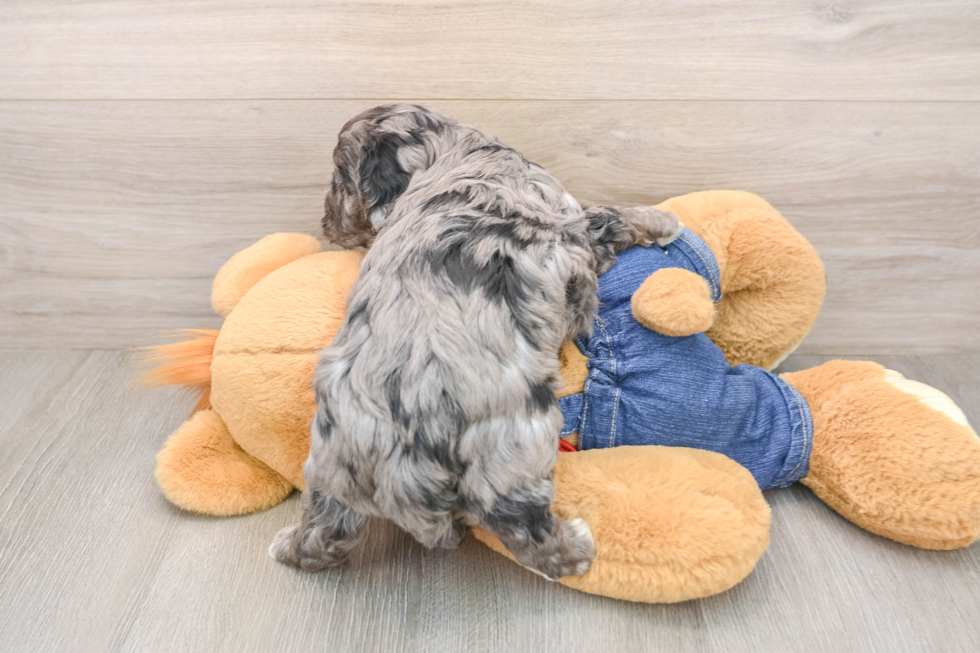 Cavapoo Pup Being Cute