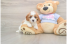 Popular Cavapoo Poodle Mix Pup