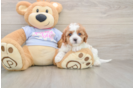 Petite Cavapoo Poodle Mix Pup
