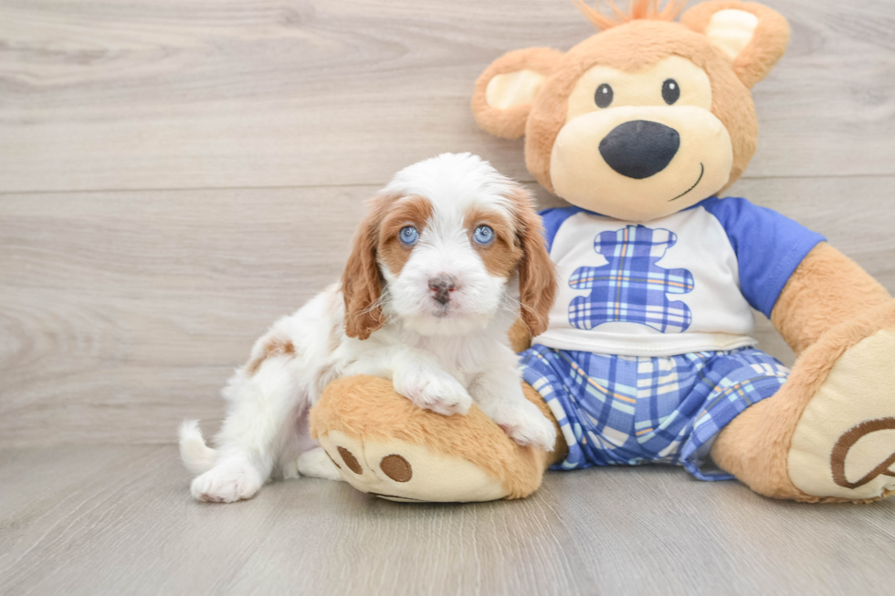 Cavapoo Pup Being Cute