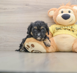 7 week old Cavapoo Puppy For Sale - Pilesgrove Pups