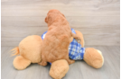 Energetic Cavoodle Poodle Mix Puppy
