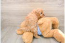 Cavapoo Pup Being Cute
