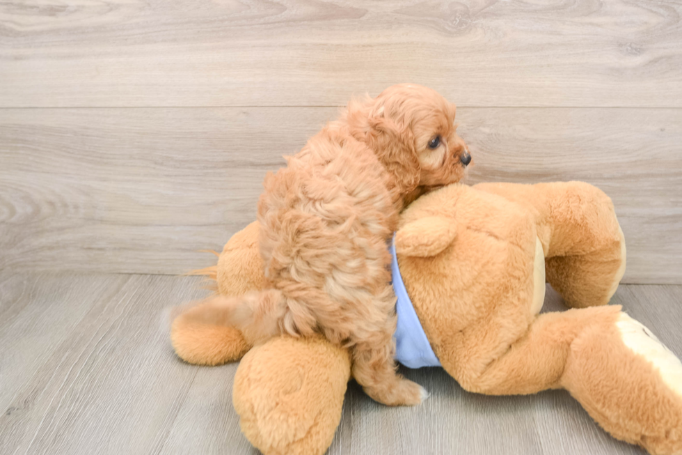 Cavapoo Pup Being Cute