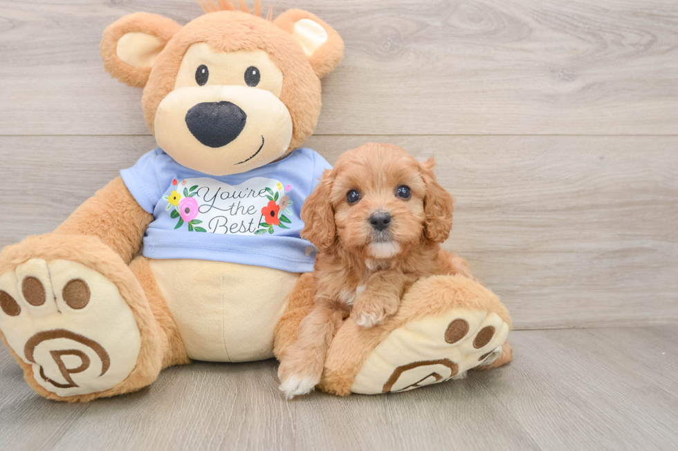 Smart Cavapoo Poodle Mix Pup