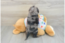 Funny Cavapoo Poodle Mix Pup