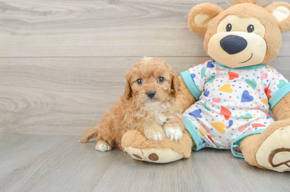 7 week old Cavapoo Puppy For Sale - Pilesgrove Pups