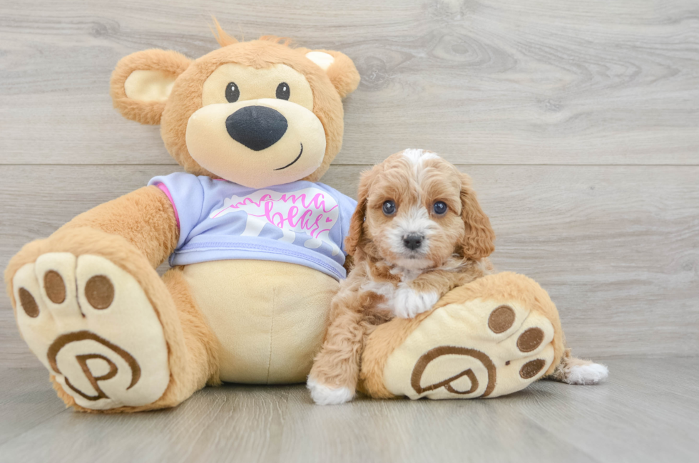 6 week old Cavapoo Puppy For Sale - Pilesgrove Pups
