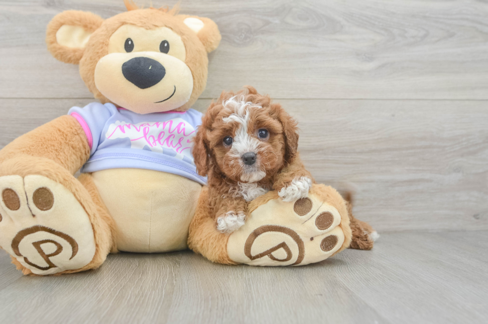 5 week old Cavapoo Puppy For Sale - Pilesgrove Pups