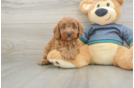 Cavapoo Pup Being Cute