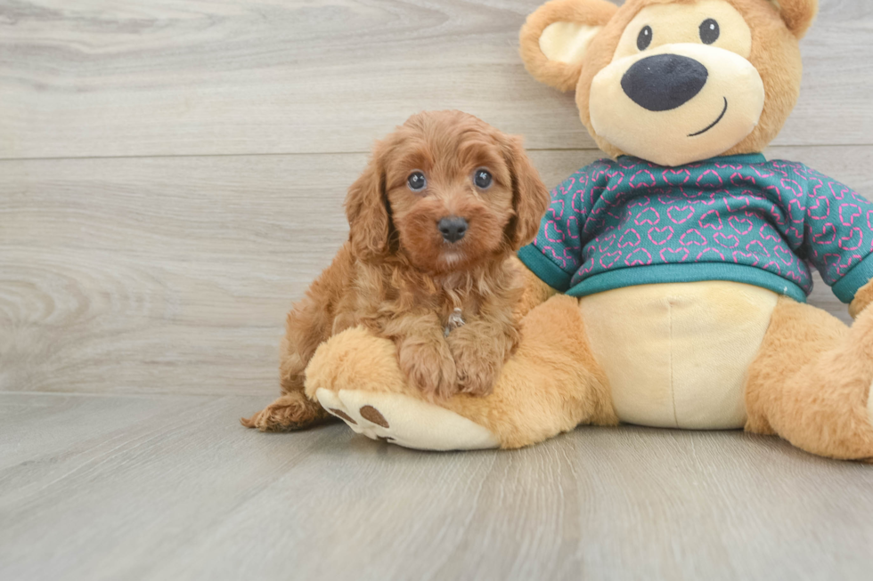 Cavapoo Pup Being Cute