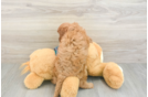 Popular Cavapoo Poodle Mix Pup