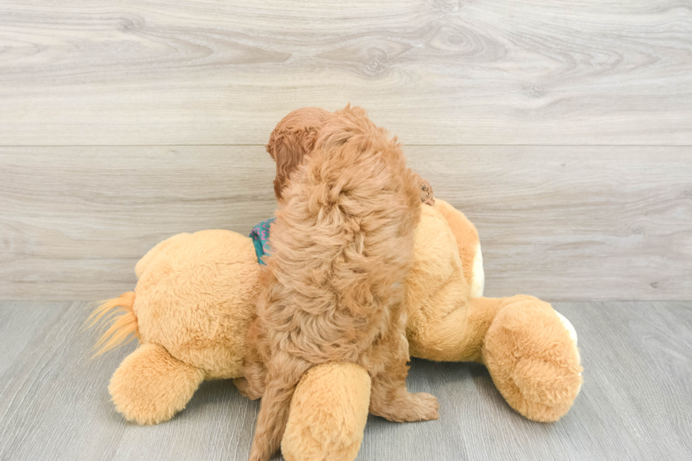 Popular Cavapoo Poodle Mix Pup