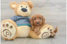 Hypoallergenic Cavadoodle Poodle Mix Puppy