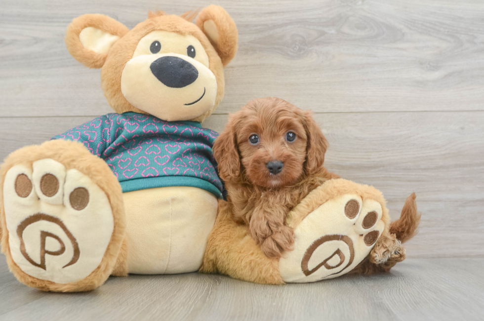 5 week old Cavapoo Puppy For Sale - Pilesgrove Pups