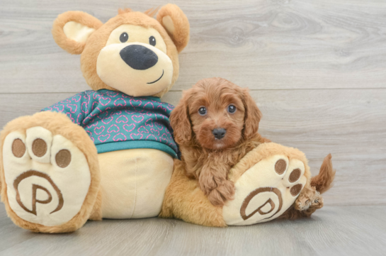 Hypoallergenic Cavadoodle Poodle Mix Puppy