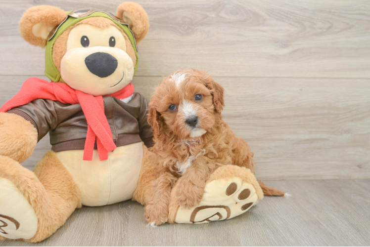 Happy Cavapoo Baby