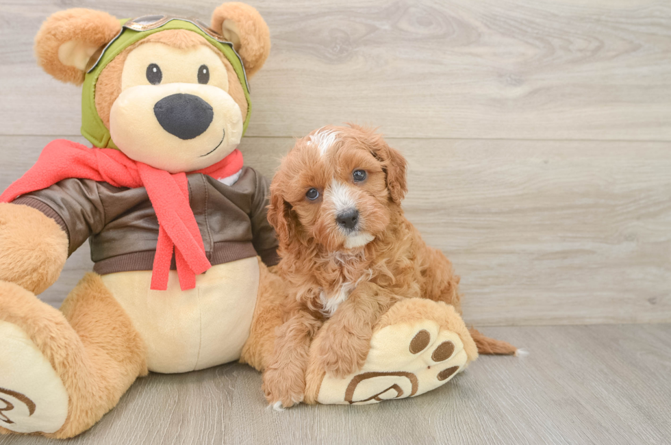 5 week old Cavapoo Puppy For Sale - Pilesgrove Pups
