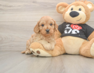 7 week old Cavapoo Puppy For Sale - Pilesgrove Pups