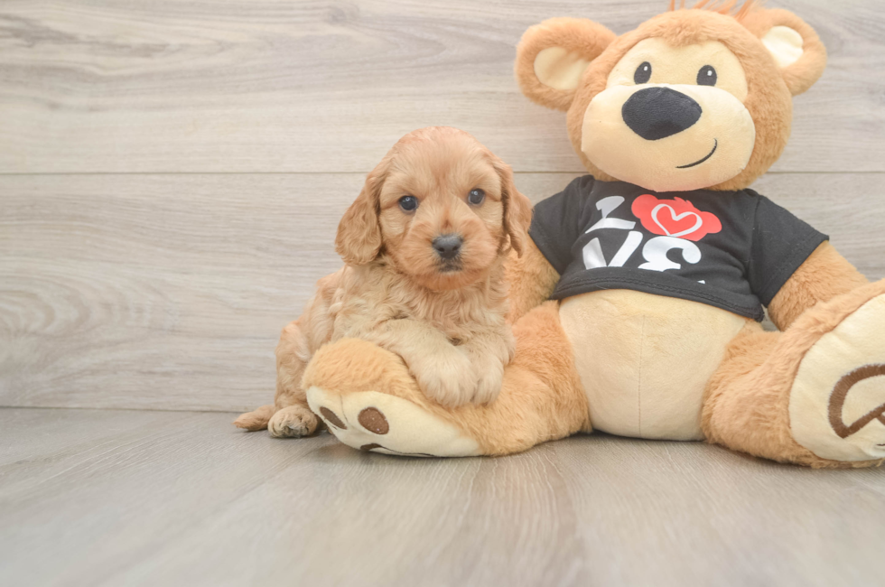 5 week old Cavapoo Puppy For Sale - Pilesgrove Pups