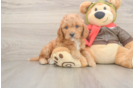Fluffy Cavapoo Poodle Mix Pup