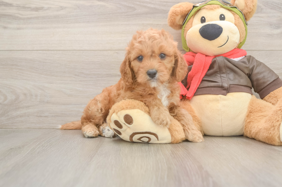 5 week old Cavapoo Puppy For Sale - Pilesgrove Pups