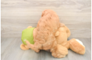 Fluffy Cavapoo Poodle Mix Pup