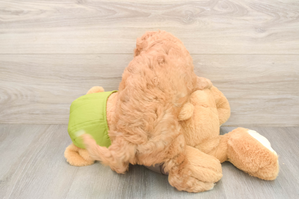 Fluffy Cavapoo Poodle Mix Pup