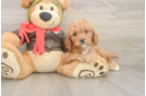 Cavapoo Pup Being Cute
