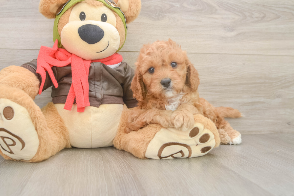 Cavapoo Pup Being Cute