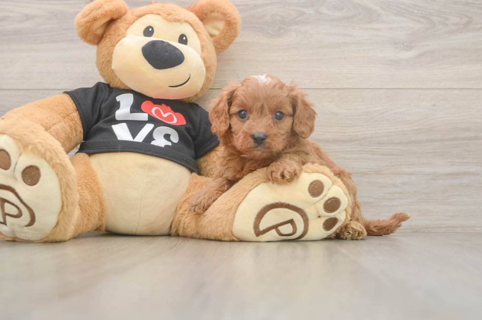 5 week old Cavapoo Puppy For Sale - Pilesgrove Pups
