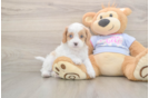 Best Cavapoo Baby