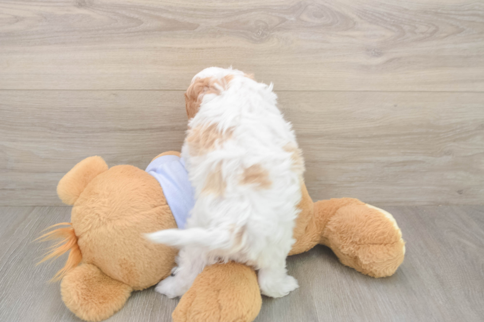Sweet Cavapoo Baby