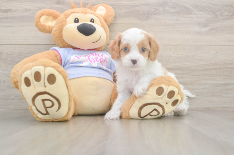 6 week old Cavapoo Puppy For Sale - Pilesgrove Pups