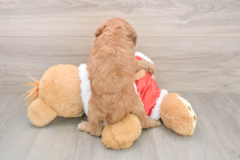 Cavapoo Pup Being Cute