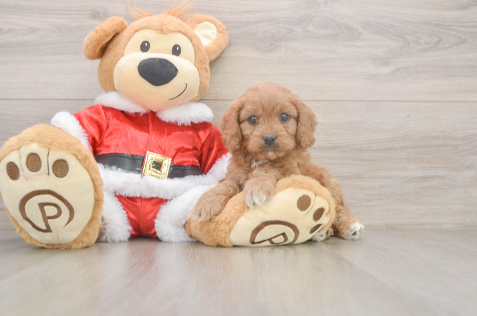 6 week old Cavapoo Puppy For Sale - Pilesgrove Pups