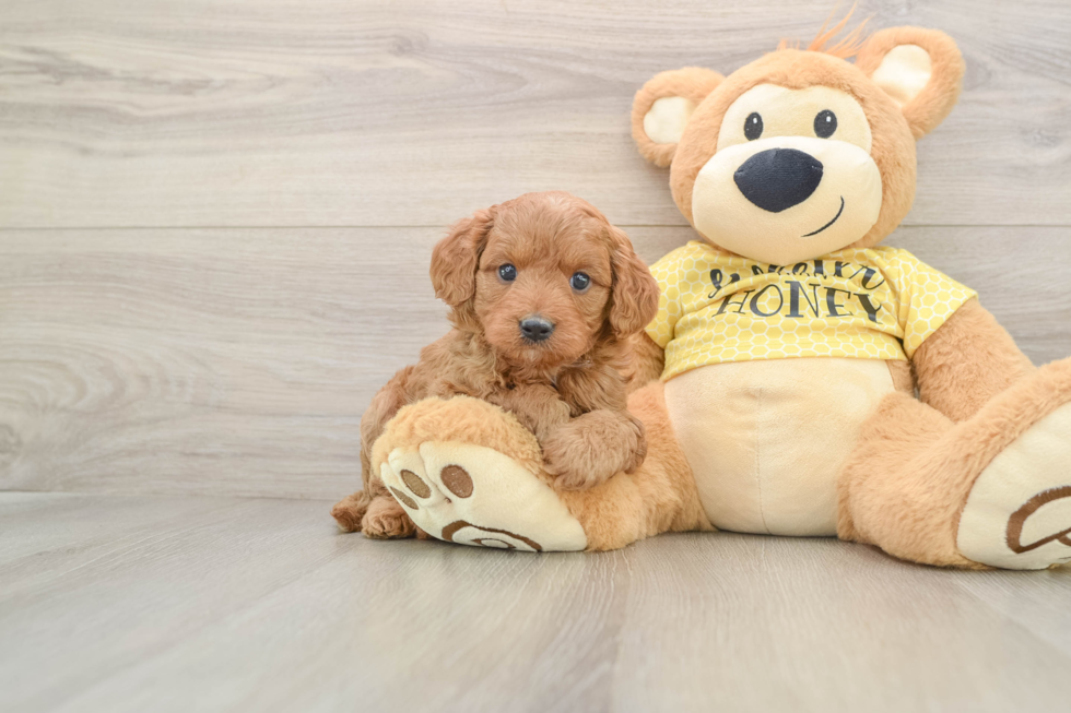 Fluffy Cavapoo Poodle Mix Pup