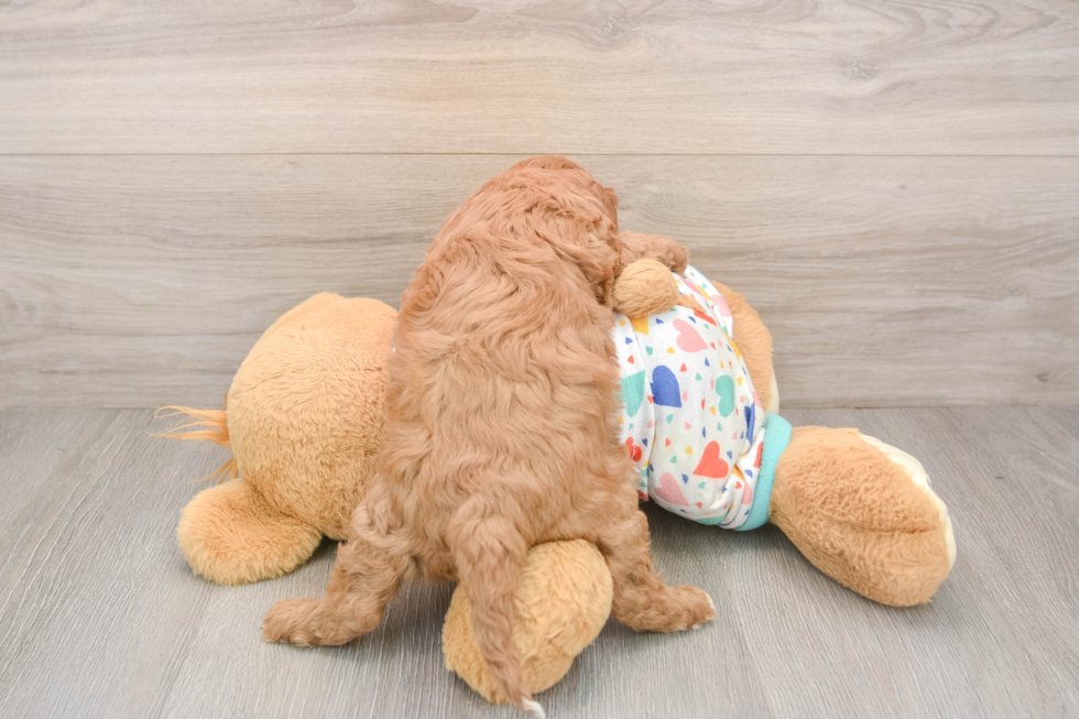 Best Cavapoo Baby