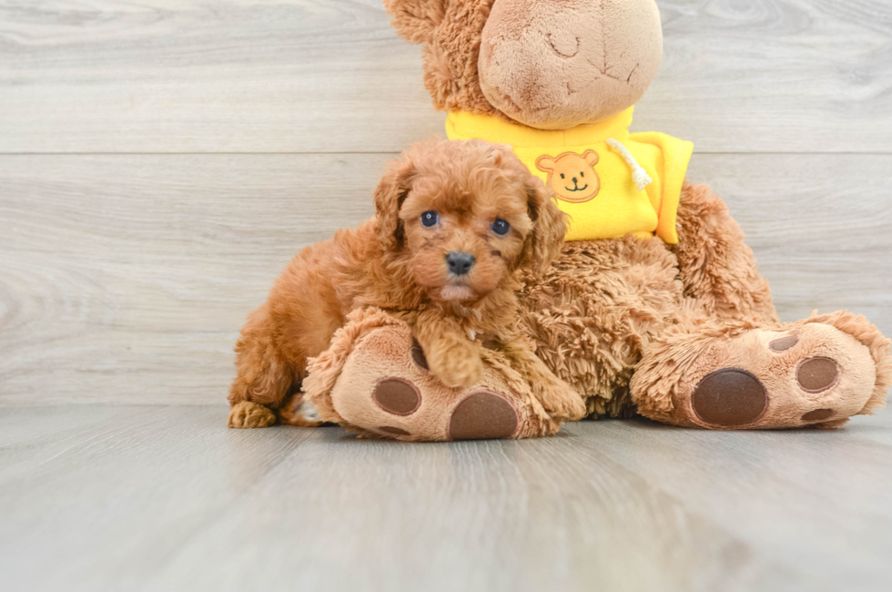 7 week old Cavapoo Puppy For Sale - Pilesgrove Pups