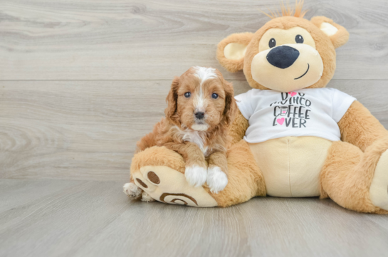 Cavapoo Pup Being Cute