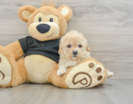 8 week old Cavapoo Puppy For Sale - Pilesgrove Pups
