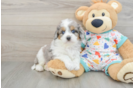 Cavapoo Puppy for Adoption