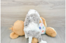 Cavapoo Puppy for Adoption